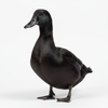 generate a black duck for a test product